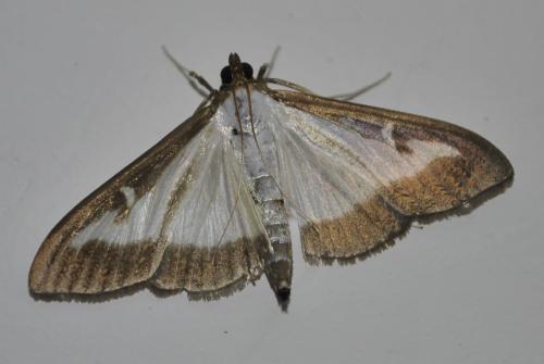 Réf. 248 437 : Cydalima perspectalis